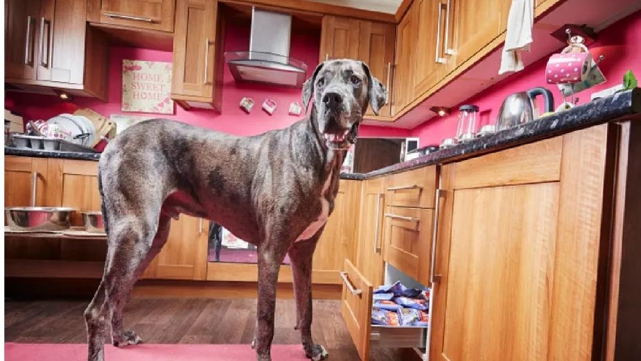 Muere Freddy, el perro más alto del mundo a los 8 años de edad