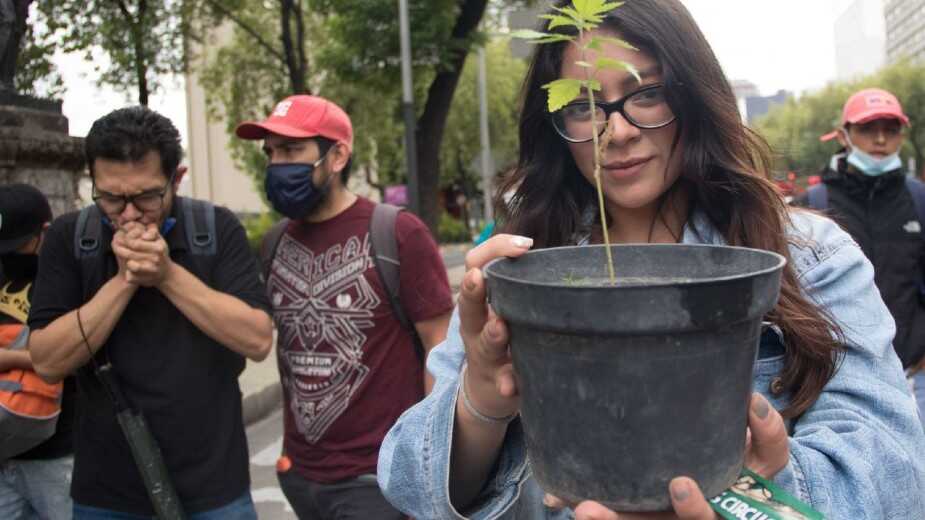 Cofepris debe dar a conocer la normatividad vigente para todos los usos de la cannabis: INAI