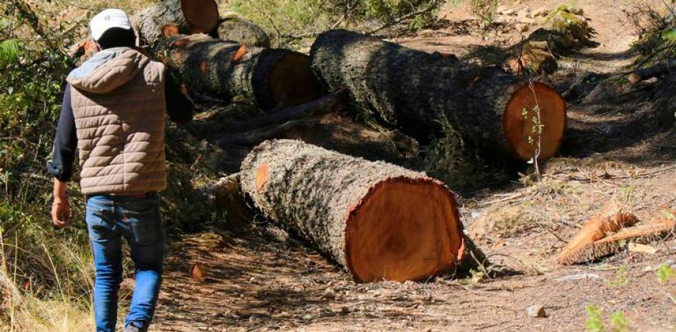 Ordena INAI a Profepa informar sobre tala ilegal en el bosque del Ajusco en CDMX