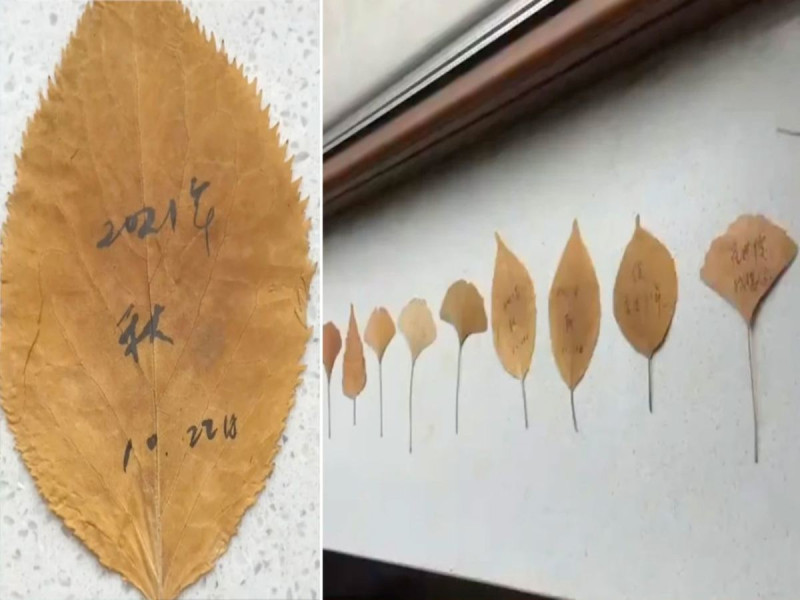 Joven encuentra conmovedoras cartas que su madre le dejó a su padre antes de morir; las escribió en hojas